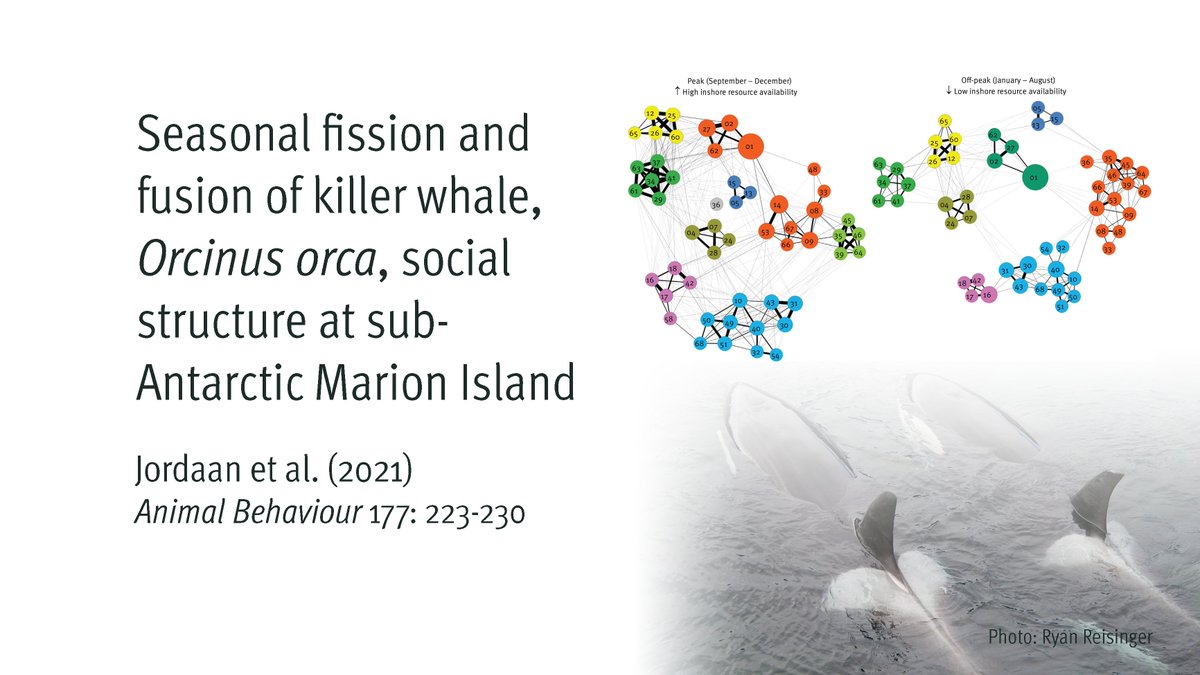 Ryan Reisinger (@ryan_reisinger) on Twitter photo Seasonal fission and fusion of killer whale, Orcinus orca, social structure at sub-Antarctic Marion Island, led by @rowanjor
doi.org/10.1016/j.anbe…
------------------------------------------------------
Funded by <a href="/NRF_News/">National Research Foundation of South Africa</a> <a href="/iwc_int/">International Whaling Commission</a> and speciesconservation.org Seasonal fission and fusion of killer whale, Orcinus orca, social structure at sub-Antarctic Marion Island, led by @rowanjor
doi.org/10.1016/j.anbe…
------------------------------------------------------
Funded by <a href="/NRF_News/">National Research Foundation of South Africa</a> <a href="/iwc_int/">International Whaling Commission</a> and speciesconservation.org