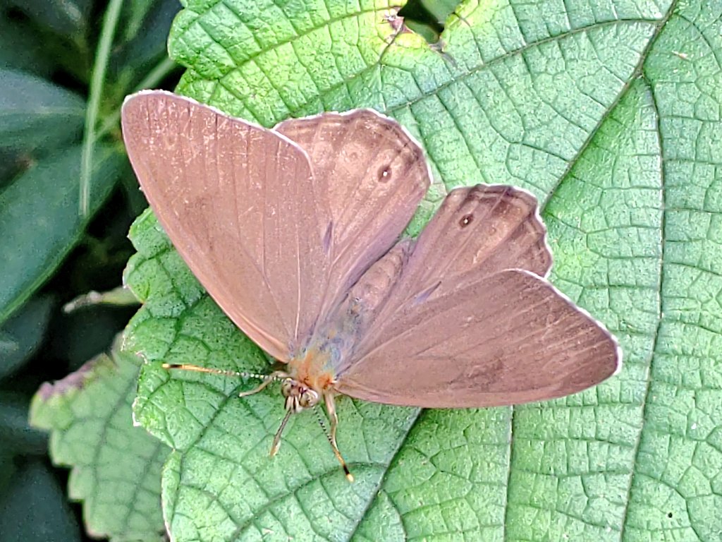 تويتر くーちゃん على تويتر カラムシの葉に止まったヒカゲチョウ 日陰を好むから日陰蝶 なんて安直な ジャノメチョウの仲間で 良く似た種類にクロヒカゲがいるのですが コイツはヒカゲチョウと思われます 珍しく翅を広げてくれました 蝶 ヒカゲチョウ 鱗翅 تويتر くーちゃん على تويتر カラムシの葉に止まったヒカゲチョウ 日陰を好むから日陰蝶 なんて安直な ジャノメチョウの仲間で 良く似た種類にクロヒカゲがいるのですが コイツはヒカゲチョウと思われます 珍しく翅を広げてくれました 蝶 ヒカゲチョウ 鱗翅