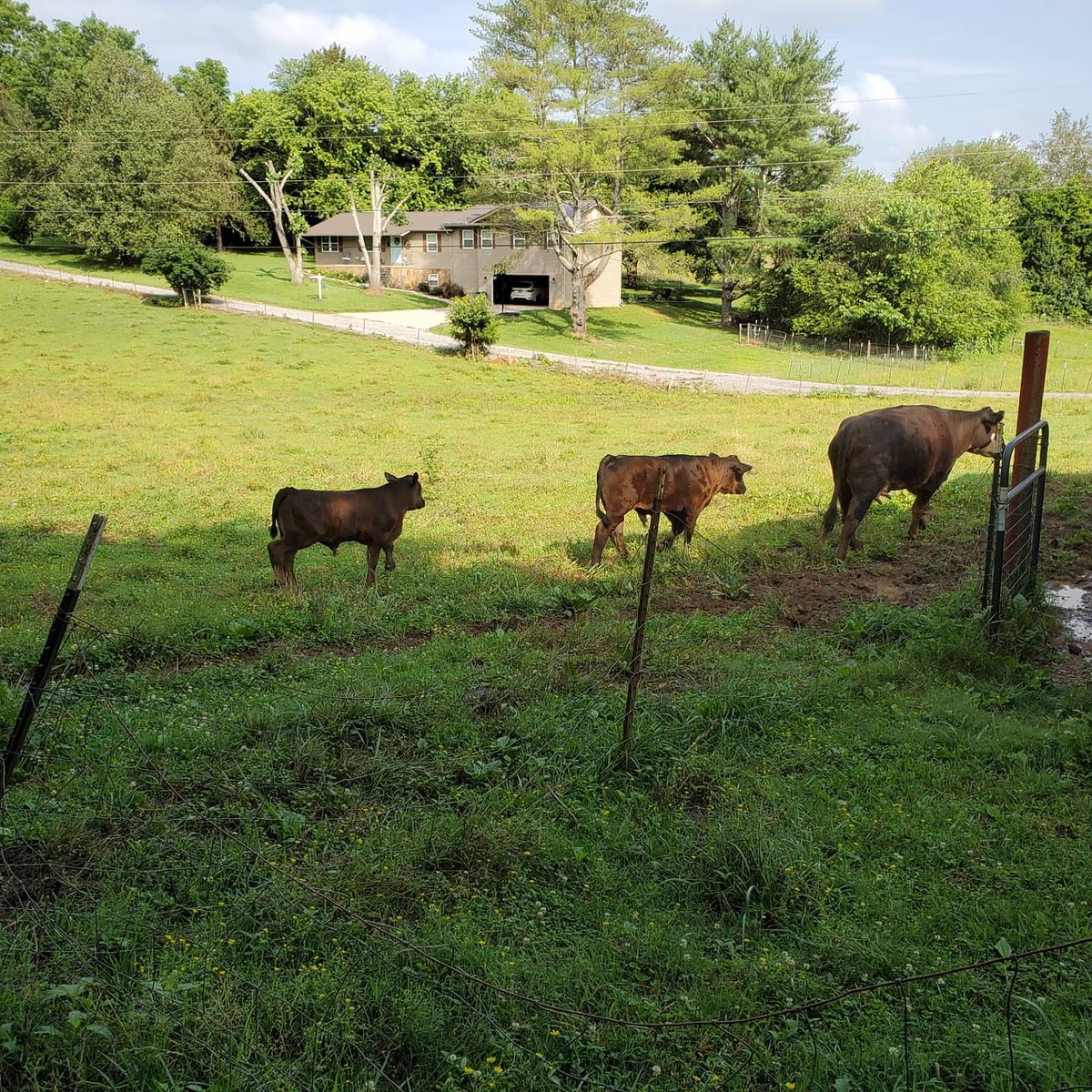 NewcombFarm's tweet photo. Got both of our boys banded today, and I can't say enough about the ease of use of the California Bander from @ValleyVetSupply  ! One is ready to head out this coming Thursday and our other will be raised for us. #FarmLife #easttennesse #BEEF https://t.co/8Keg4d6ZMb