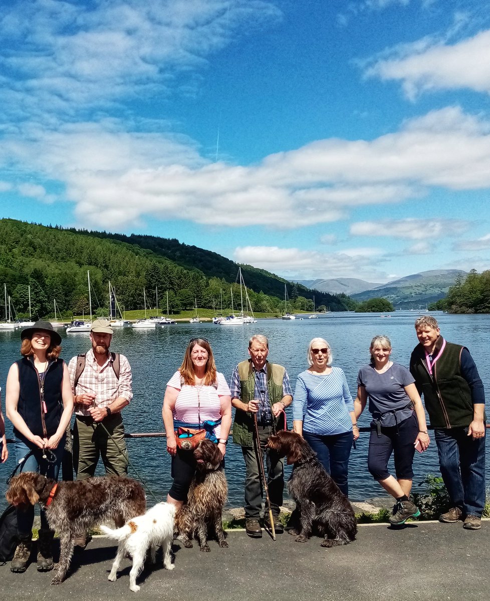 What a perfect day for our Northern Summer Walk near Lake Windermere, thank you to everyone who helped arrange this &amp; attended, we  now have several tired dogs and owners too! 🥰 #korthalsgriffon #Griffadventures
