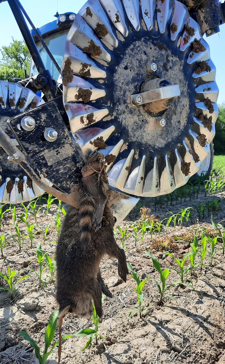 generationag1's tweet photo. He was still alive when I first saw him......talk about bad timing. Look both ways before crossing the corn rows😂 https://t.co/rppW3WGvdW