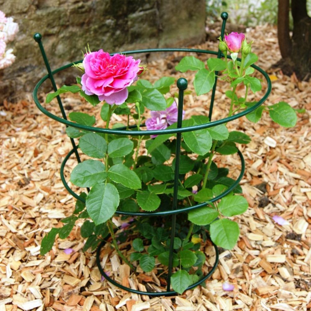 FeatureGarden's tweet image. This plant support is staked in the ground, border or lawn and is perfect for Peonies, Roses etc. It comes in 2 size options and a choice of colours either bare metal ready to rust or with a durable green plastic coating #plantsupport #roses #gardening #flowers #bordersupport