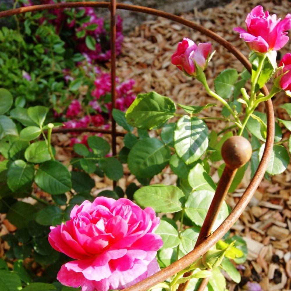 FeatureGarden's tweet image. This plant support is staked in the ground, border or lawn and is perfect for Peonies, Roses etc. It comes in 2 size options and a choice of colours either bare metal ready to rust or with a durable green plastic coating #plantsupport #roses #gardening #flowers #bordersupport