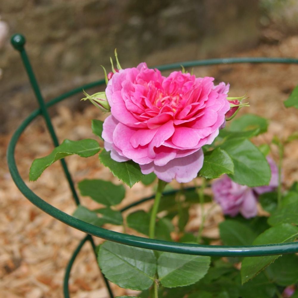 FeatureGarden's tweet image. This plant support is staked in the ground, border or lawn and is perfect for Peonies, Roses etc. It comes in 2 size options and a choice of colours either bare metal ready to rust or with a durable green plastic coating #plantsupport #roses #gardening #flowers #bordersupport