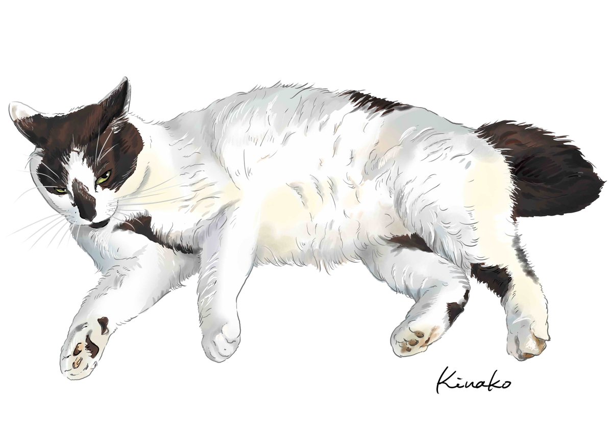 きなこ 猫の絵を描いています 91rudo Twitter きなこ 猫の絵を描いています 91rudo Twitter