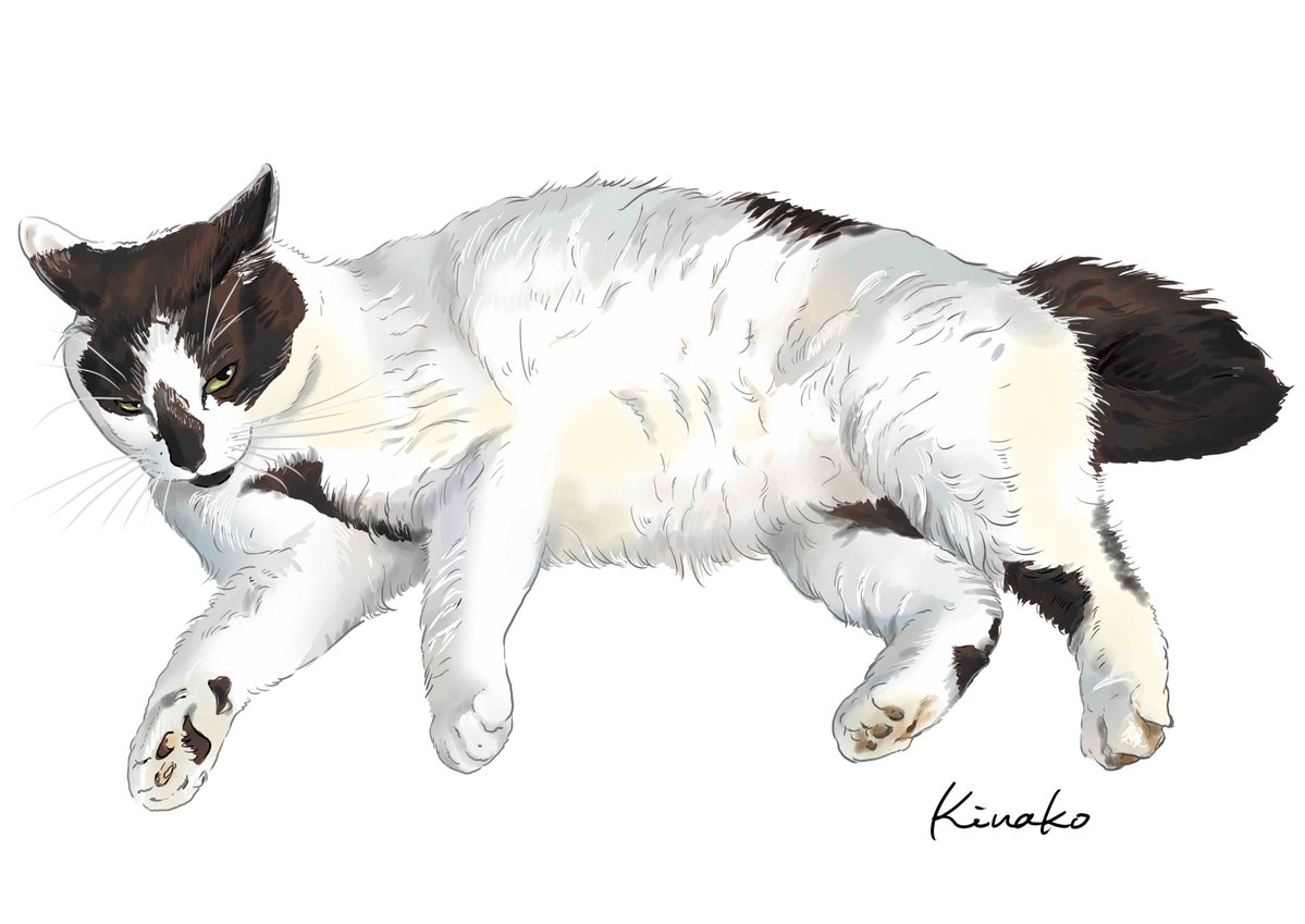 きなこ 猫の絵を描いています 91rudo Twitter