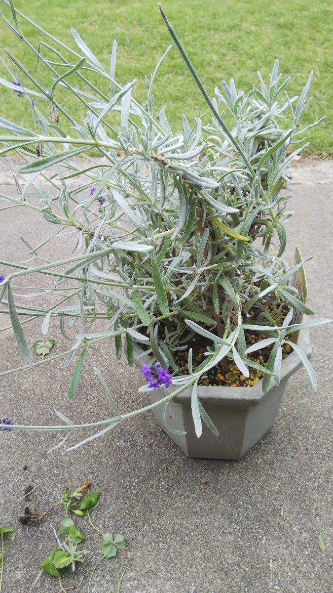 シルバーリーフラベンダー