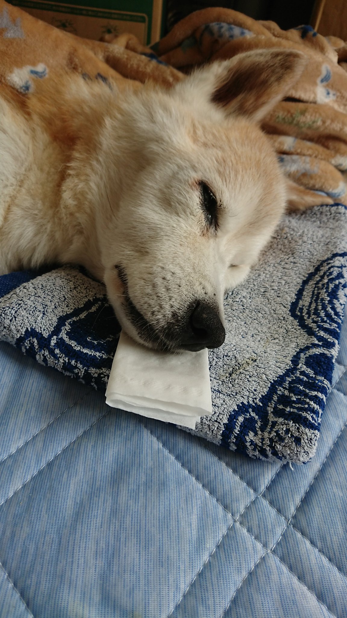 はしゅごん 朝っぱら４時から痙攣発作 昨日の夕方に手と顔が ピクピクしてたのは 発作起こる前触れだったのかな 病院で落ち着かせる注射して まだ寝てる 夜 何も起きないと良いな 秘密結社老犬倶楽部 老犬介護 痙攣発作 T Co P8dm7krkxm