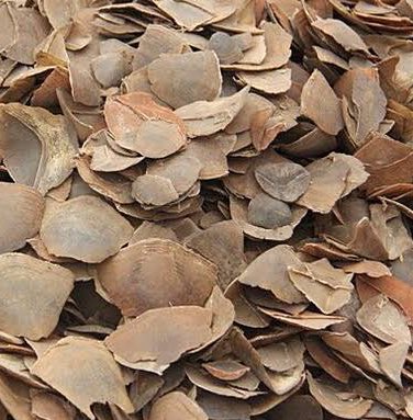 rameshpandeyifs's tweet photo. Pangolins and their scales are the largest illegally traded wildlife article across the globe. Last few seizures of Pangolin scales &amp; live specimens in Odisha, MP, WB, Meghalaya indicate the consistent pressure on this harmless scaly anteater. #KnowYourWildlife 
PC:net https://t.co/6KpxsvW4ZV