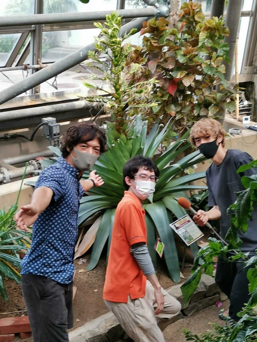 小川コータ とまそん 今朝は小田原フラワーガーデンからビー散歩リポートお届けしました スタッフ嶋さんにお話を伺いました これが皇帝アナナスっす バイザシー ビー散歩 こたとま