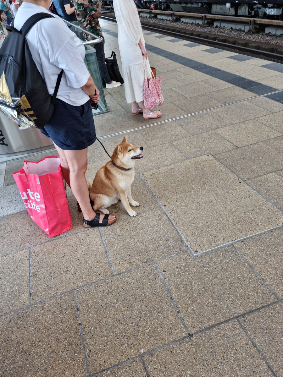 CorleoneDoge's tweet photo. This days $Doge is undervalued, but I don't think this one cares. Today I saw him🤗
@BillyM2k https://t.co/1etst8fOjD