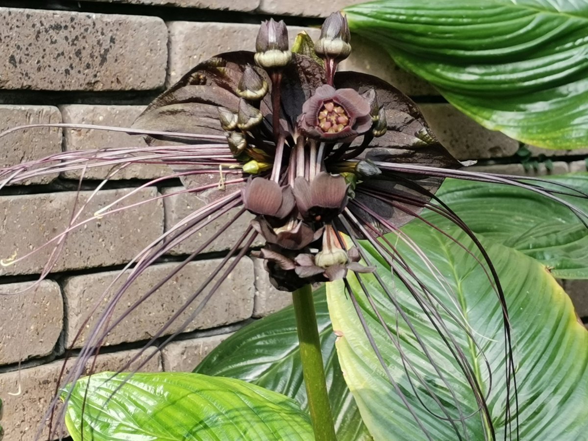 小川コータ とまそん 猫にしか見えないお花 ブラックキャットも見どころです 小田原フラワーガーデン バイザシー ビー散歩 こたとま