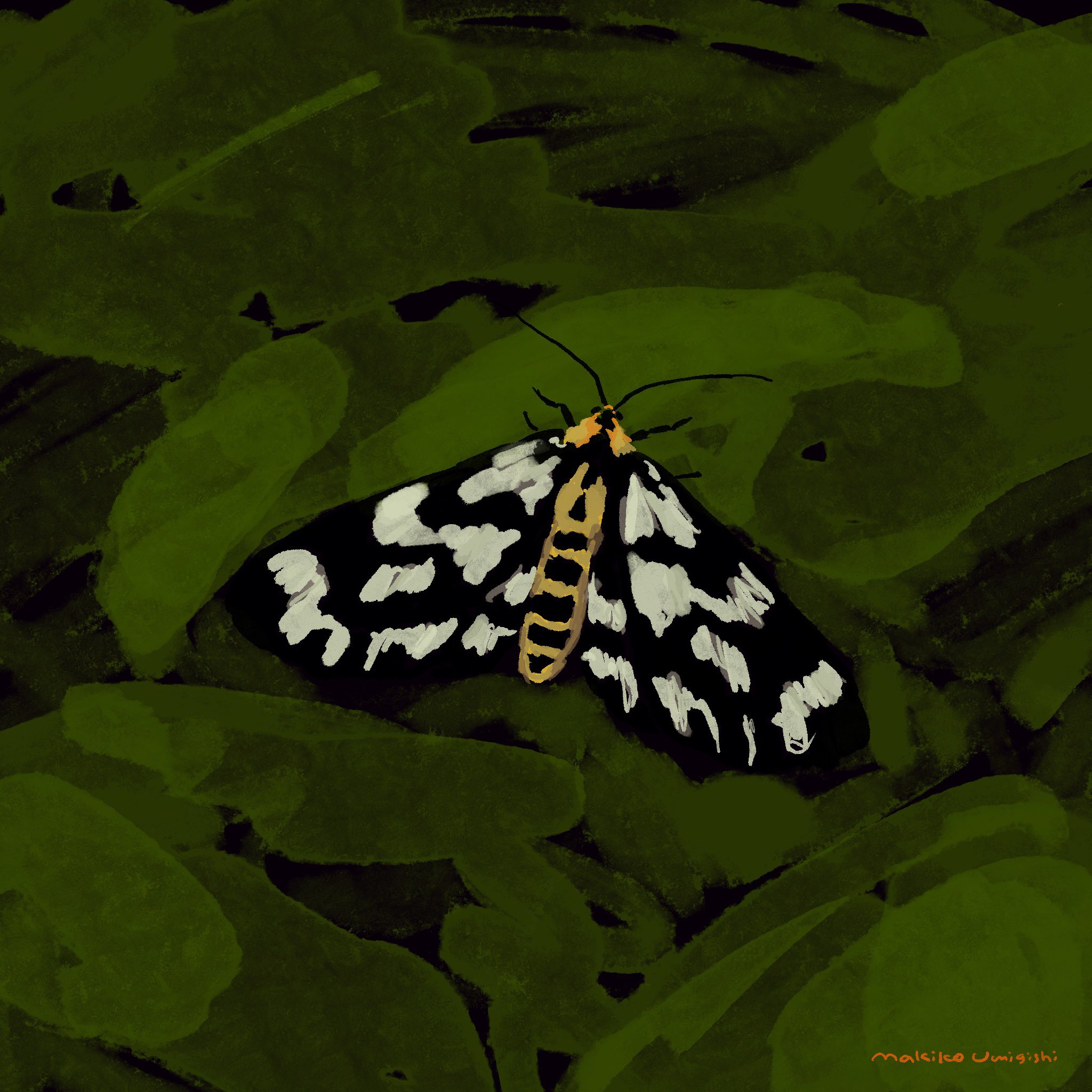 海岸 真紀子 V Twitter 21 6 5 よる56 季節の蛾 ウメエダシャクのシーズンですね 昼間にプリプリ飛んでます 飛んでる姿が この 蛾はパタパタでもバタバタでもブーンでもなくプリプリしてるな と思う かわいいんだけど幼虫はウメとかサクラとかの葉を食べるそうだから