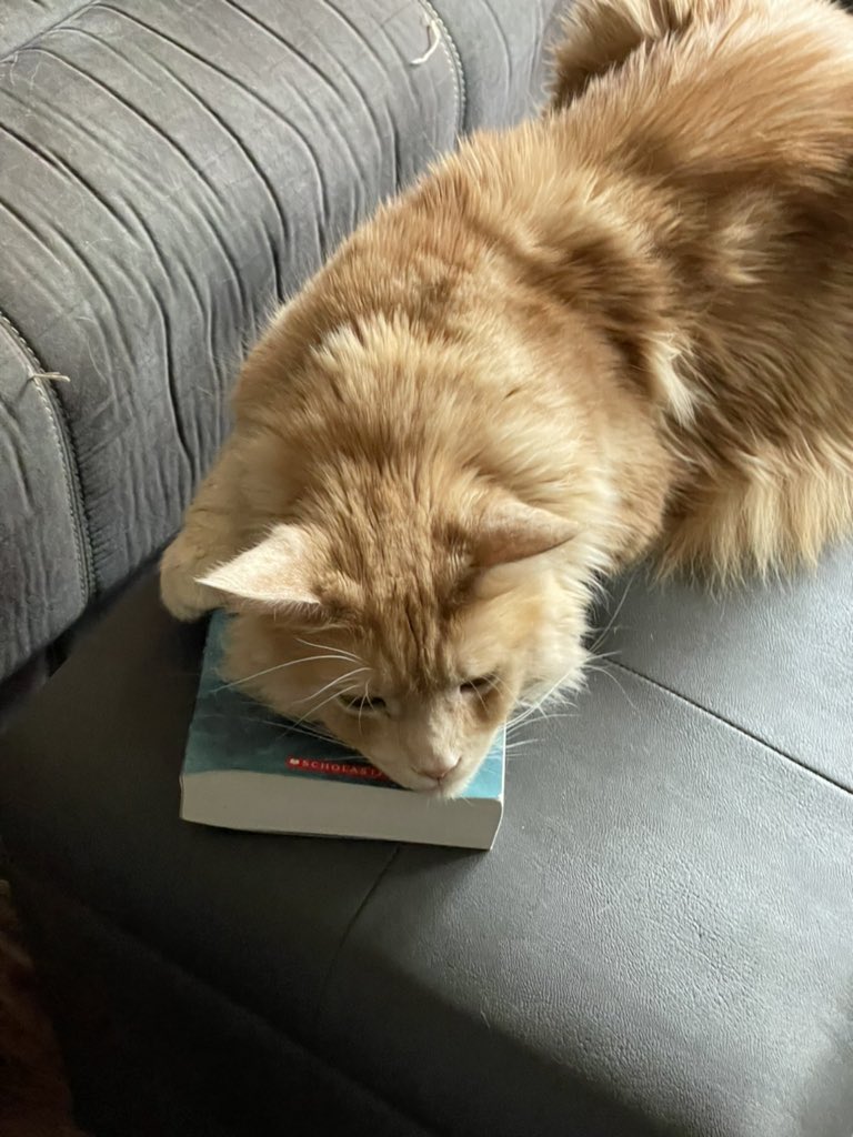 shawnp0wers's tweet photo. Like a bookworm, but fluffier. https://t.co/ecDrmS0VHq