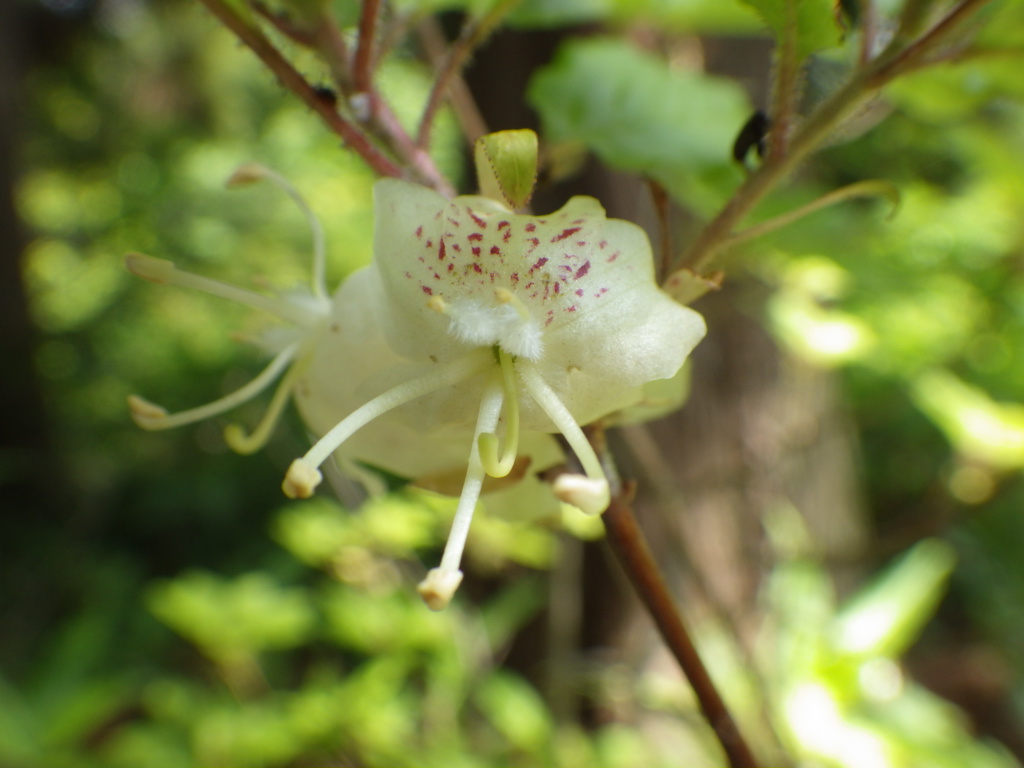 バイカツツジ Twitter Search Twitter