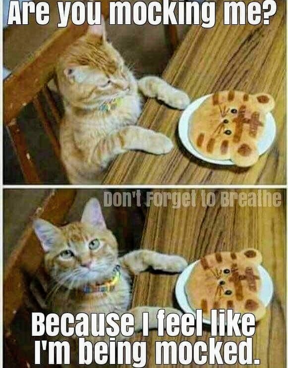 The look 🐱 #catmomlife 🍪 #gourmetcookies #catsrule #lifewithcats #catmom #catlovers #cats #funnymeme #catmeme #catcartoon #catmemes #funny #memes #catsoftwitter #thelook #gourmet #cookies #cat #jokes  #laughs #funnymemes #catsofinstagram #catoftheday #catstagram 🐾