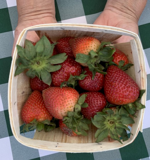 Salem NH Farmers Market (@salemfarmersmkt) on Twitter photo Strawberries are a tasty early summer treat and both Pleasant Valley Farms & Wally's Vegetables will have them tomorrow. See you at Lake Park at Tuscan Village from 10am-2pm <a href="/tuscanvillagenh/">Tuscan Village</a> #buylocal #eatlocal #knowyourfarmer #farmersmarket #strawberry #strawberries Strawberries are a tasty early summer treat and both Pleasant Valley Farms & Wally's Vegetables will have them tomorrow. See you at Lake Park at Tuscan Village from 10am-2pm <a href="/tuscanvillagenh/">Tuscan Village</a> #buylocal #eatlocal #knowyourfarmer #farmersmarket #strawberry #strawberries