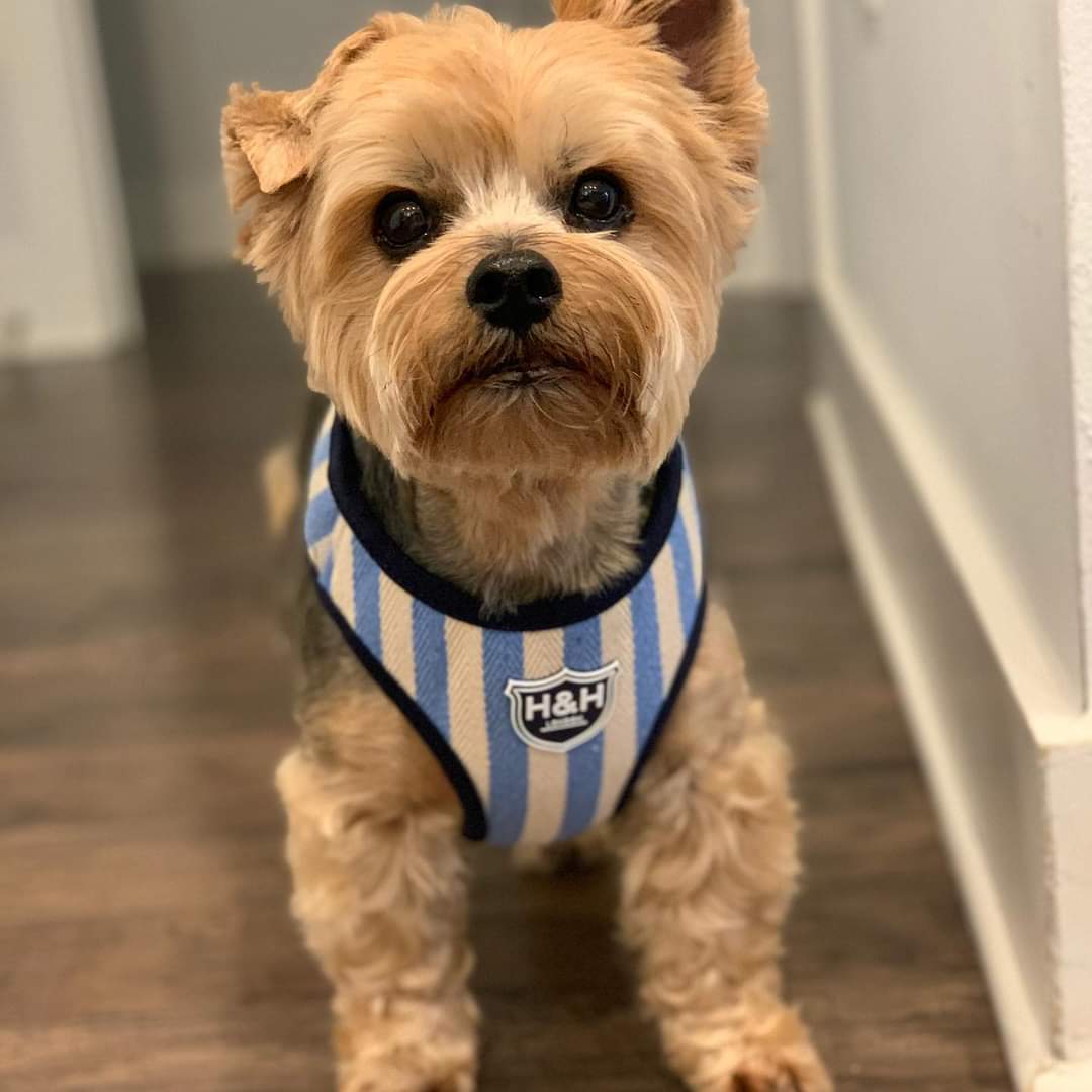 BenBButler's tweet image. Marlow! Just watching Westminster dog show!
#BestAtHomeContest