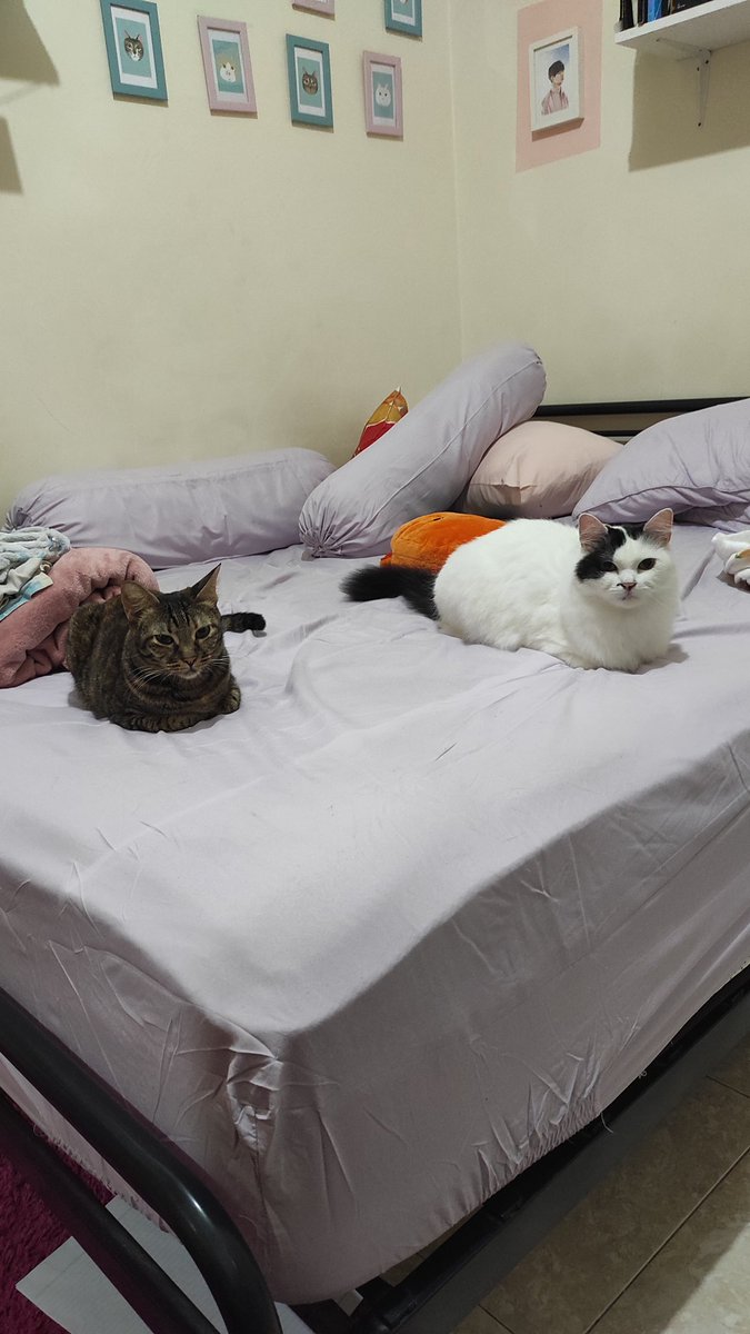 bintik_'s tweet photo. Bintik semalem lagi ngawasin mba kerja biar gak tidur, eh malah bintik yang ketiduran hadeeeh 😔 https://t.co/18Eyybk1EA