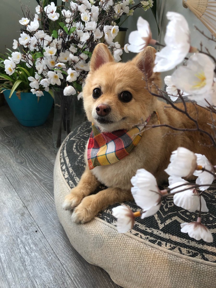 I chose my bubble buddy wisely and now he just lives here❤️🐾 #pomchi