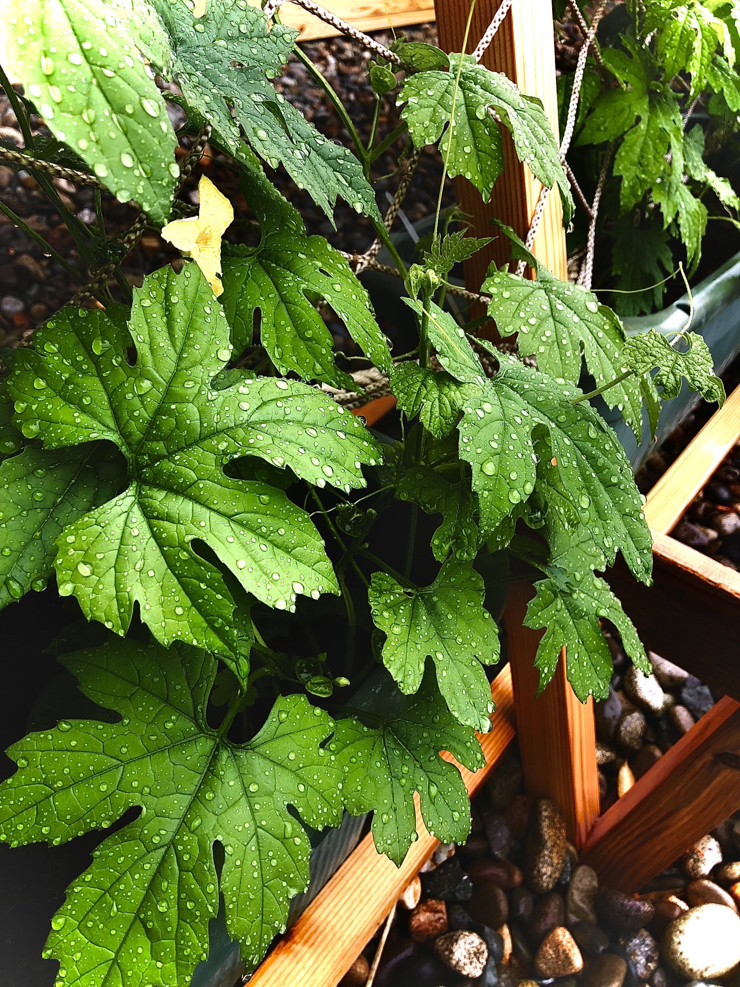 坂井地域交流センターいねす 水 が 滴るいいゴーヤ 福井県 坂井市 坂井地域交流センターいねす 道の駅 さかい T Co Xujxwj5ltk Twitter