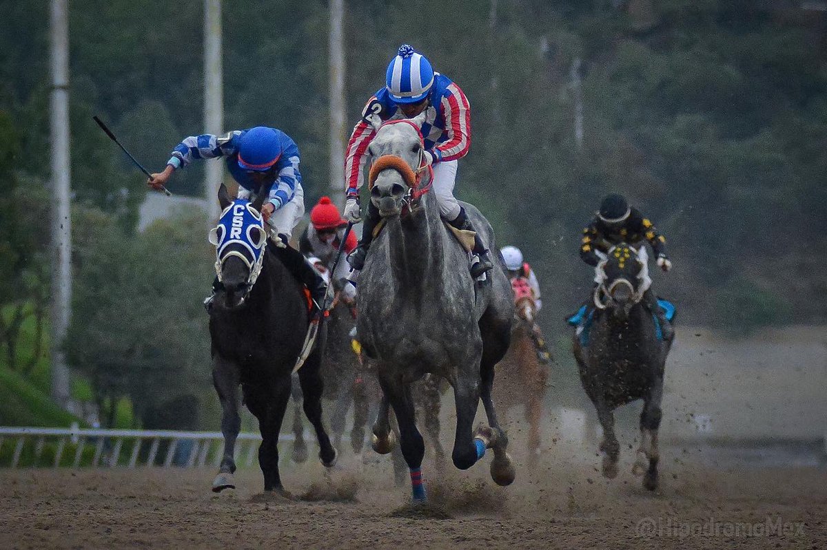 hipodromomex on Twitter: