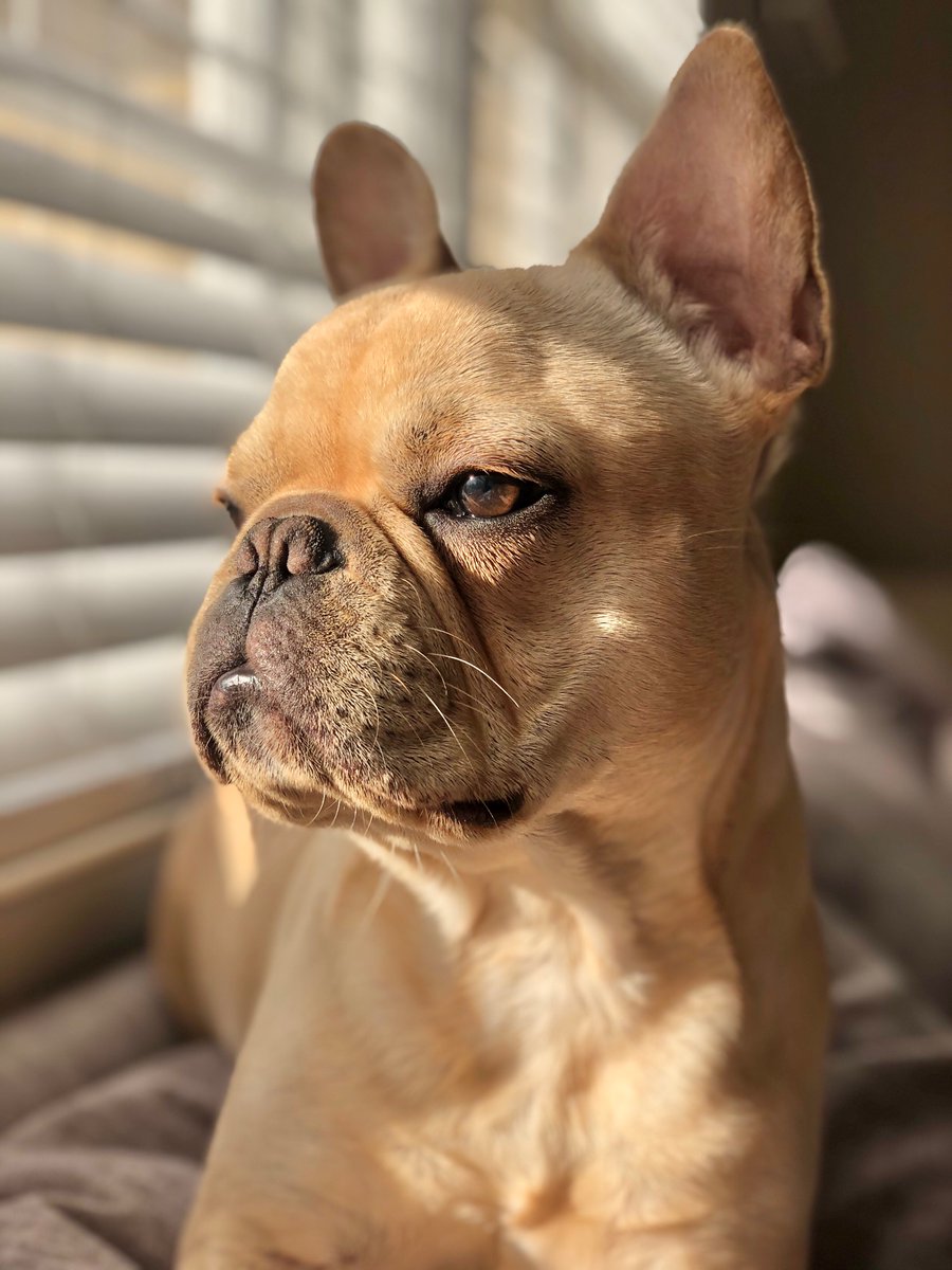 Alicia Madison (@aliciammusic) on Twitter photo Nelson is ready for the win! #frenchie #BestAtHomeContest #WestminsterDogShow <a href="/WKCDOGS/">Westminster Kennel Club</a> Nelson is ready for the win! #frenchie #BestAtHomeContest #WestminsterDogShow <a href="/WKCDOGS/">Westminster Kennel Club</a>