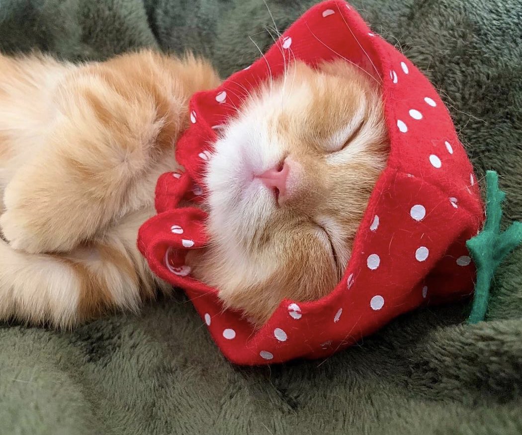 WeAssessCats's tweet photo. https://t.co/DPW7Lzr9Ba