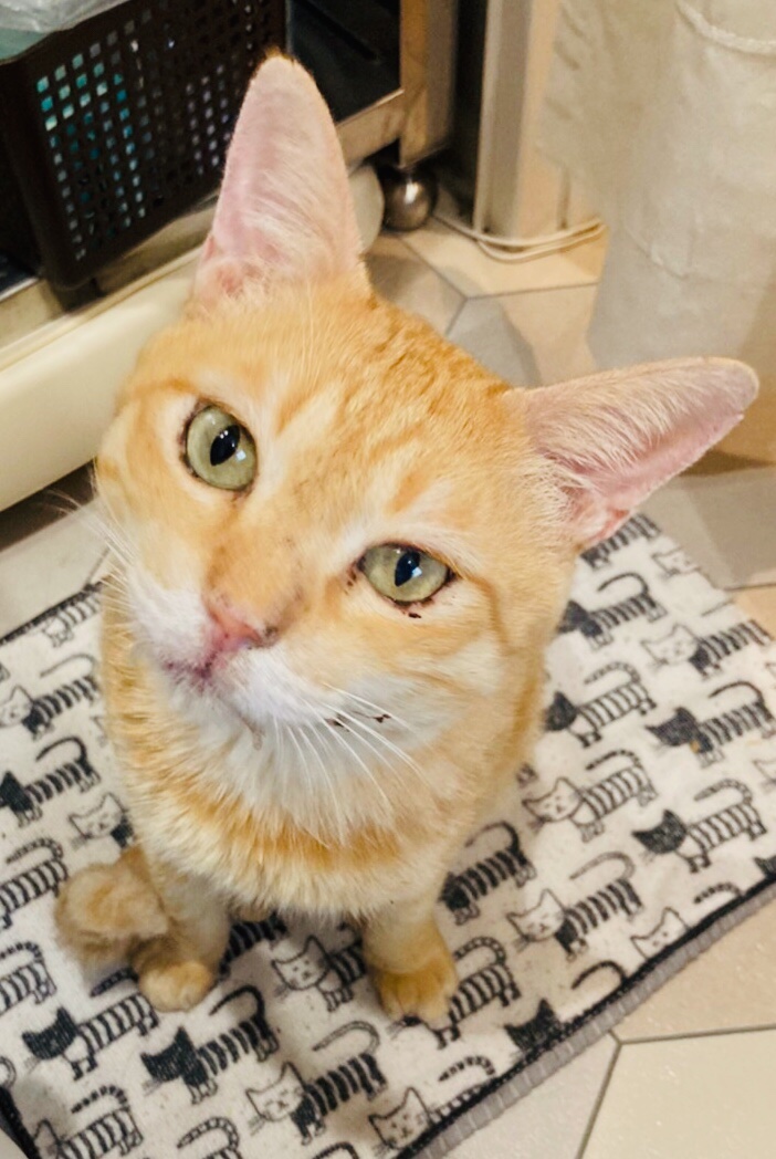 CATS_INN_TOKYO's tweet photo. 本日13〜20時(最終入場19)まで営業!
16〜18時スタートはご予約空きあり♫
予約優先制のためお電話03-6312-8391、Twitter、FacebookのDM等でご連絡を
ごはんちょうだい!
ちゃのすけの視線を無視できるヒトスタッフはおりませんw
キャッツイン東京
#保護猫カフェ #板橋 #猫 #chanocit https://t.co/hFcX8S9NQn