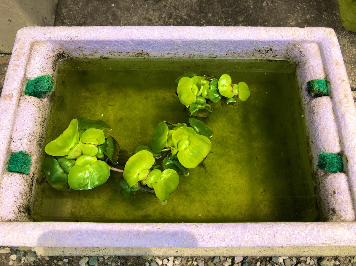 株式会社元春 根岸春木 メダカ水槽の底が見えなくなってきたので水換え 100円均一のポンプ めっちゃ使えた 休日にサイフォンの原理を駆使する理系な男です メダカ 水換え ダイソー グリーンウォーター 株式会社元春 根岸春木 メダカ水槽の底が見えなくなってきたので水換え 100円均一のポンプ めっちゃ使えた 休日にサイフォンの原理を駆使する理系な男です メダカ 水換え ダイソー グリーンウォーター