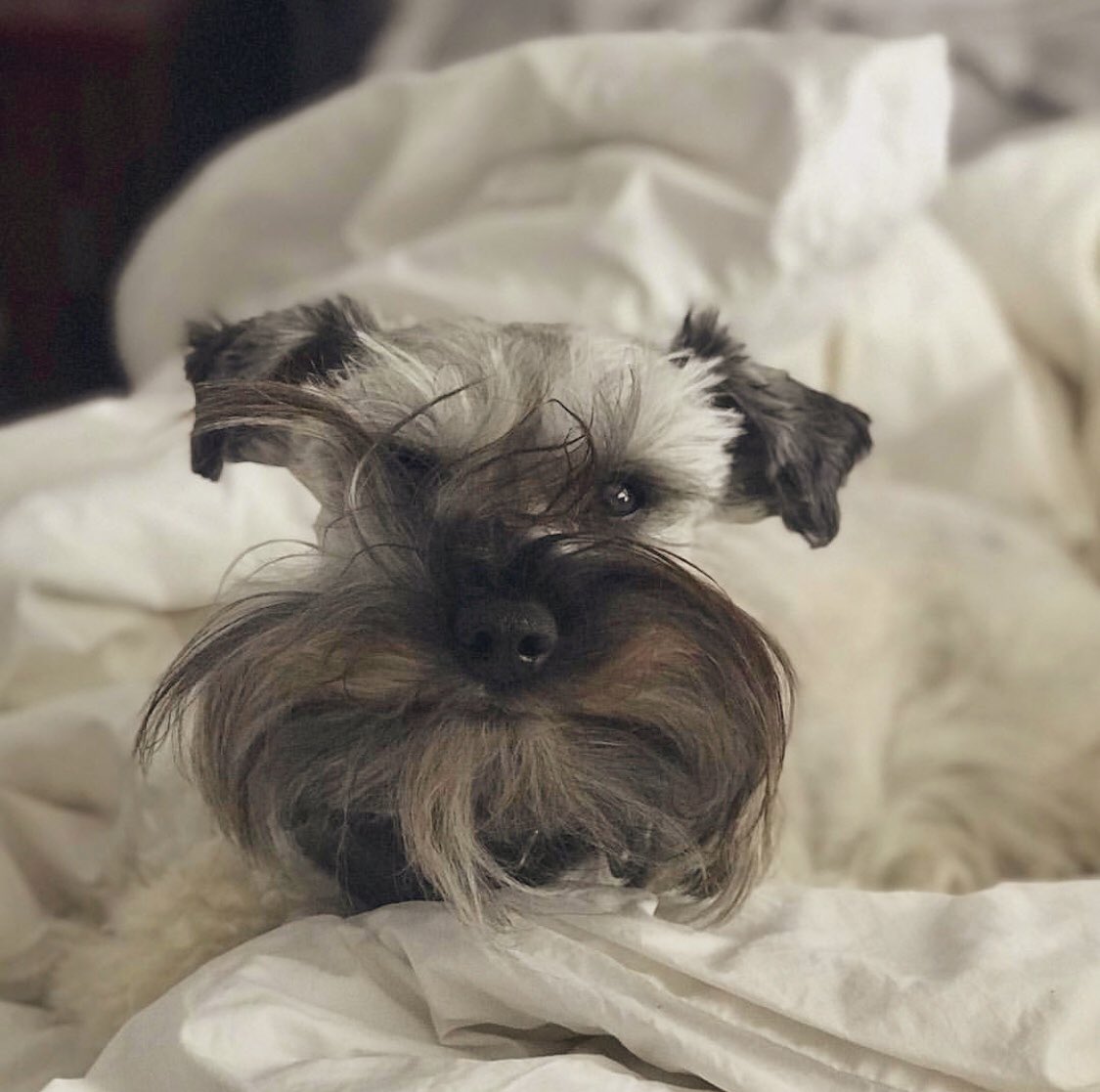 CammiRobinson's tweet photo. Barkley almost slept through Westminster! #bedbeard #BestAtHomeContest https://t.co/7URAGYoyJ9