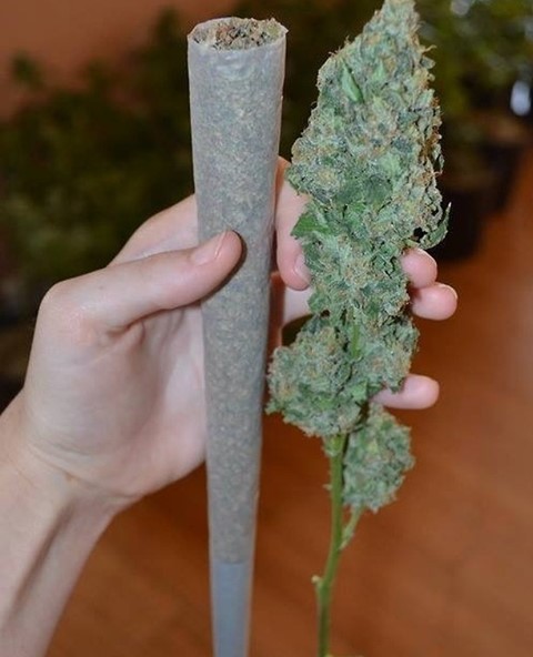 CannabisTrainU's tweet photo. Is your favorite MLB team kicking ass right now?
https://t.co/L2QpHpf4PC
#cannabiscone #bigbud #cannabis #marijuana #weed #MLB #majorleaguebaseball https://t.co/dDwKoa8kdc