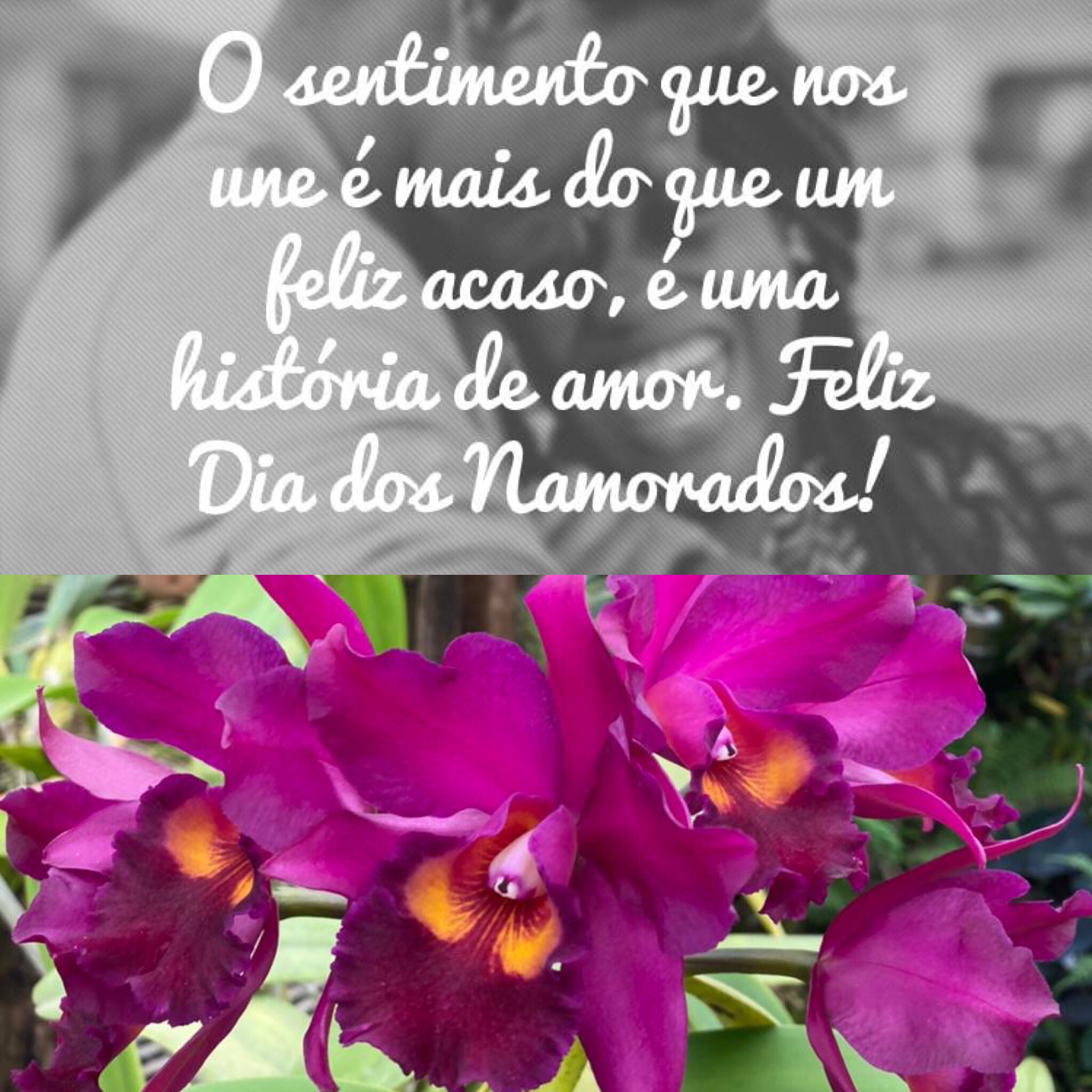 Orquidário Brasília on Twitter: 