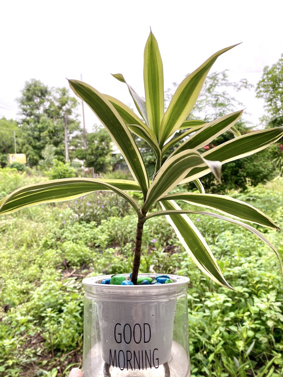 bosanth's tweet image. มอนิ่งงง