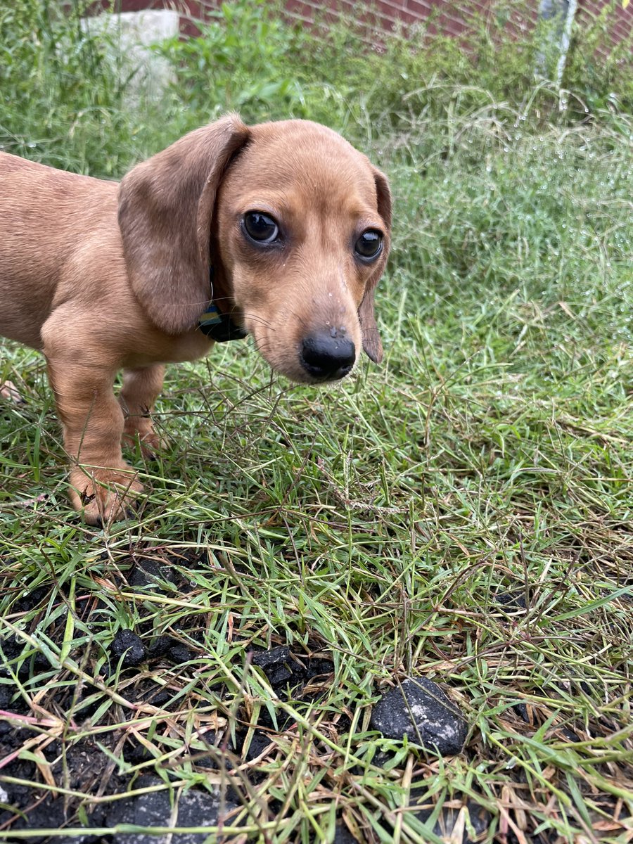sassybrige's tweet photo. Haven’t tweeted weenie photos in a minute👀 
Here’s Kolache 💓 https://t.co/x16uVqTNTw