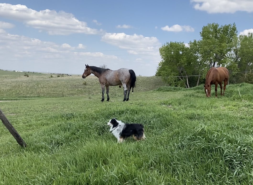 apuffball's tweet photo. Pilot our mini American shepherd is looking forward to the herding group! #herdinggroup #BestAtHomeContest @HomeDepot https://t.co/LPR8bzmfAI