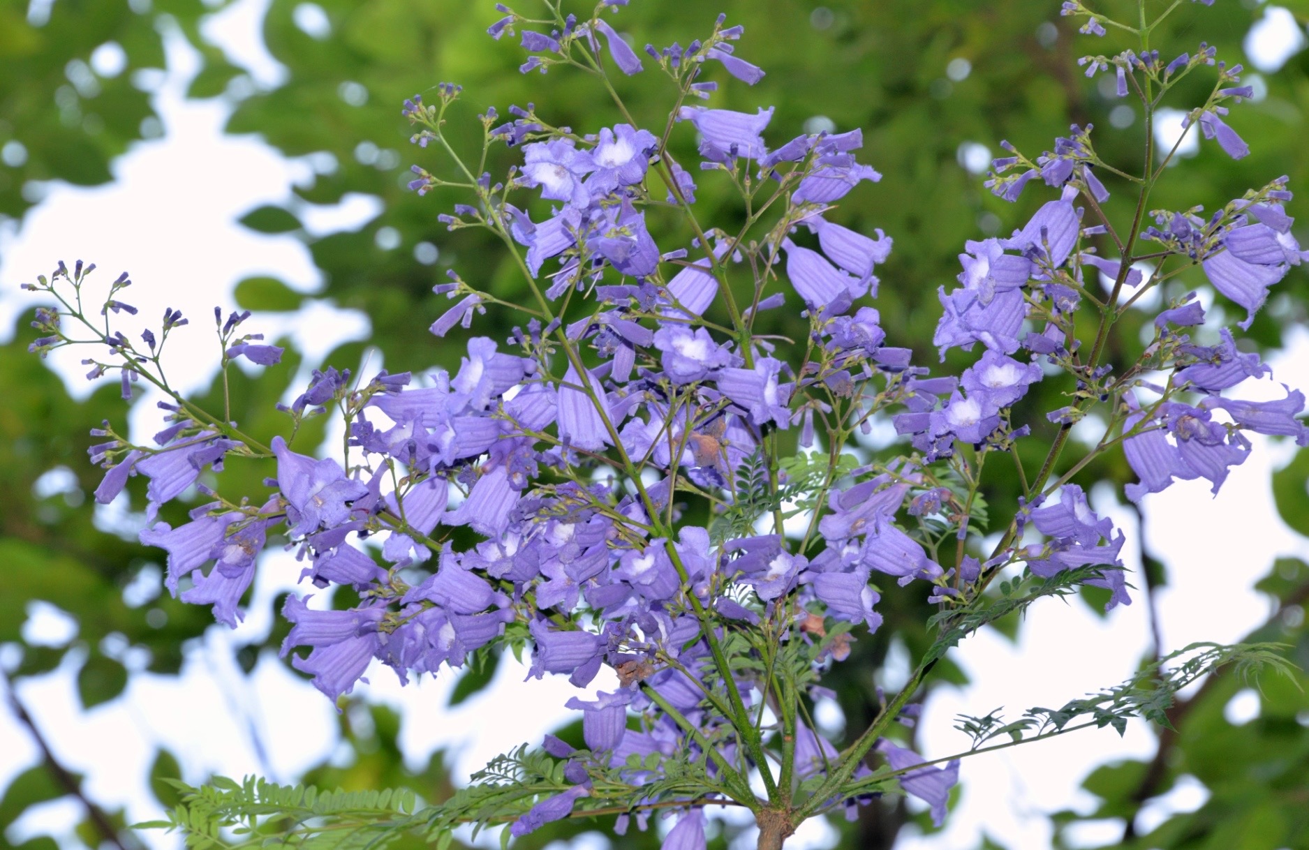 鎌倉ガイド協会 長谷寺のアジサイの散策路で見上げると 綺麗な紫の花が高木に咲いてます 世界三大花木 のひとつとされているジャカランダの花です 世界三大花木とは 鳳凰木 ほうおうぼく 火炎木 かえんぼく そしてもうひとつが紫雲木 しうんぼく