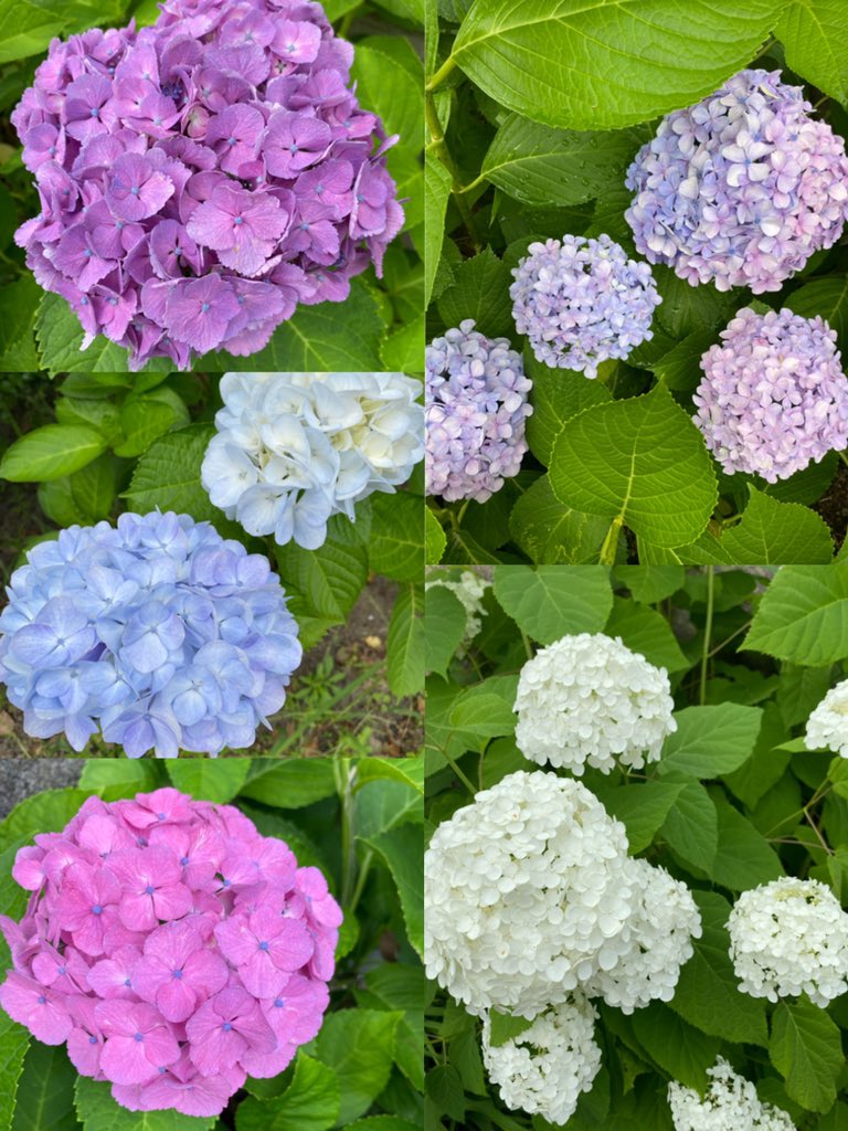 たみぃ いろんな紫陽花に癒される グラデーションのがドレスみたいで可愛くて蜜蜂もせっせと蜜を吸ってた ﾟ 可愛くて気になってた花がランタナという名前と分かって嬉しい 色が変化することからランタナの和名は七変化 紫陽花の別名も七変化