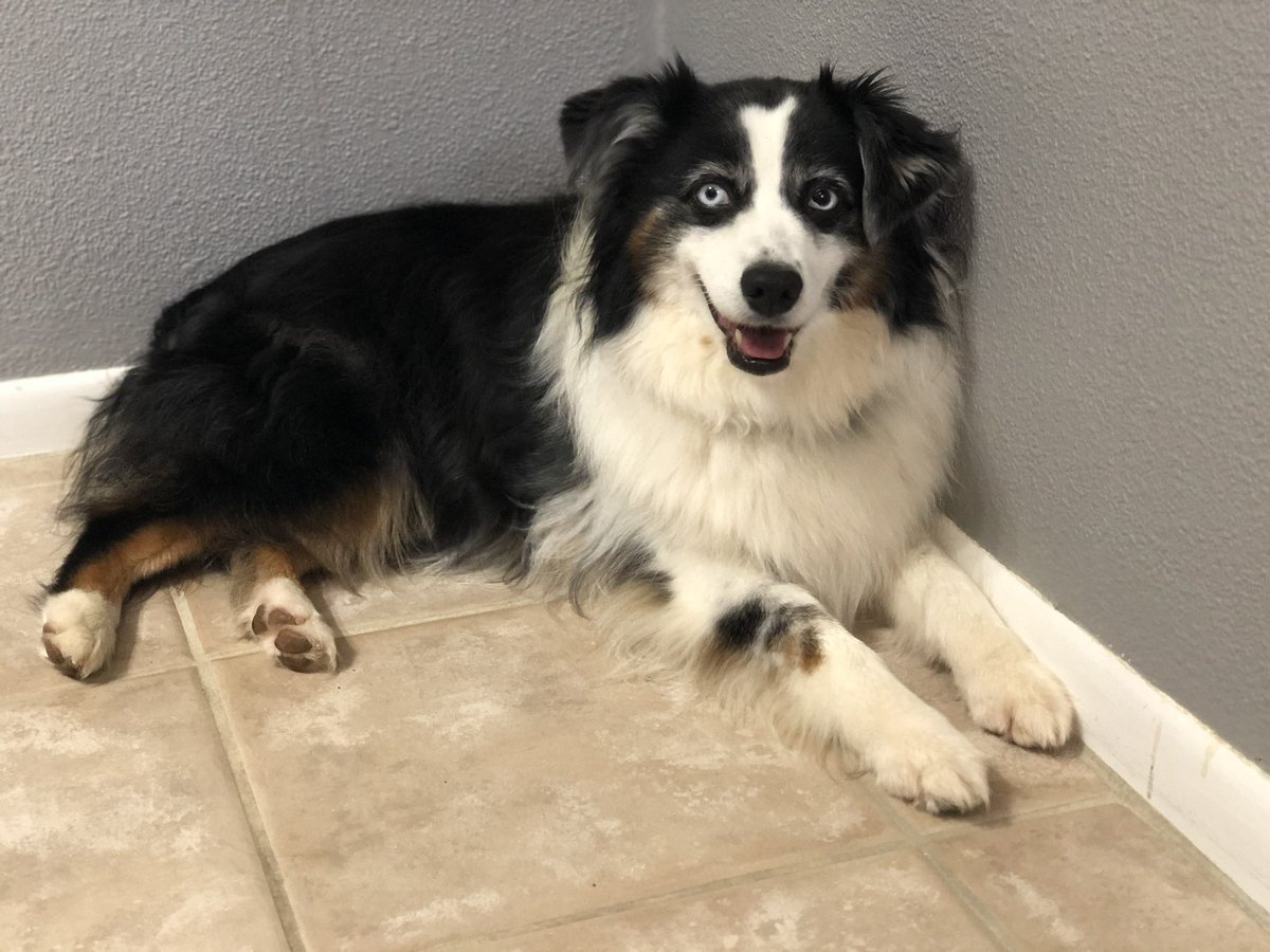 GilroyCori's tweet photo. And my other #herdinggroup beauty, Holly #australianshepherd @WKCDOGS #BestAtHomeContest https://t.co/VQtPkNqAkb