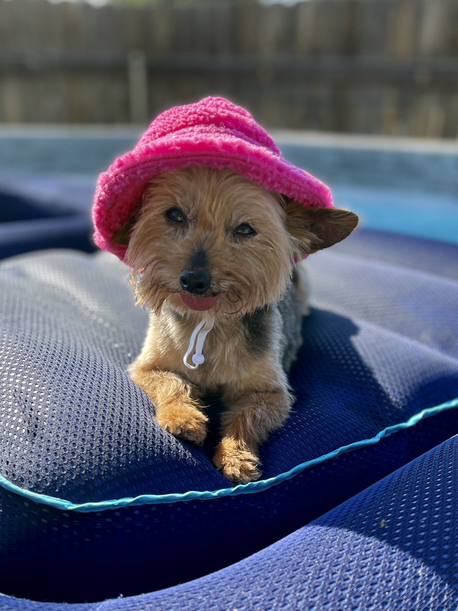 MatthewBooe's tweet image. Roxi’s living her best life! ❤️
#yorkie #summer #summertime #yorkies #DogsofTwittter #dog #dogs
