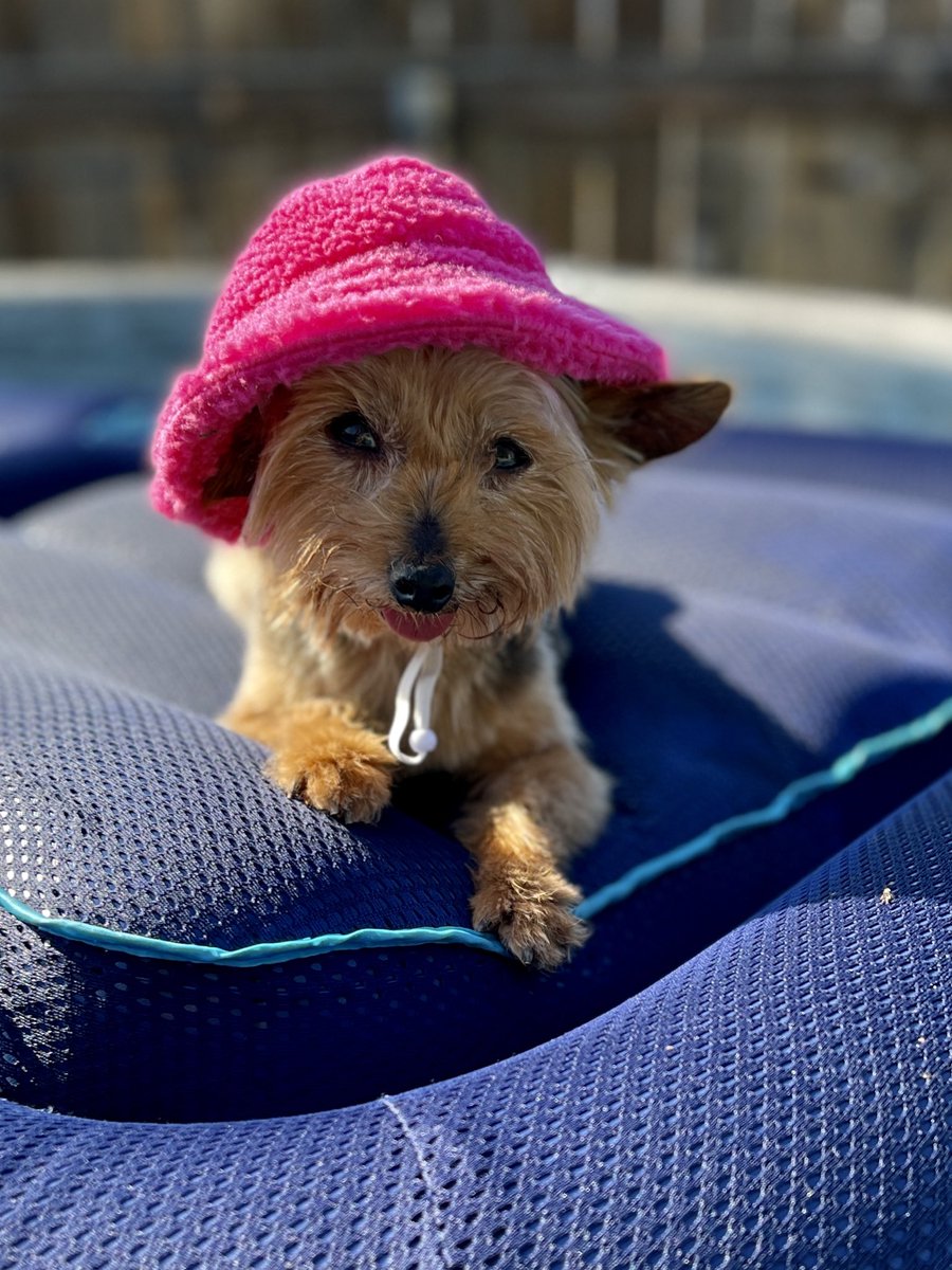 MatthewBooe's tweet image. Roxi’s living her best life! ❤️
#yorkie #summer #summertime #yorkies #DogsofTwittter #dog #dogs