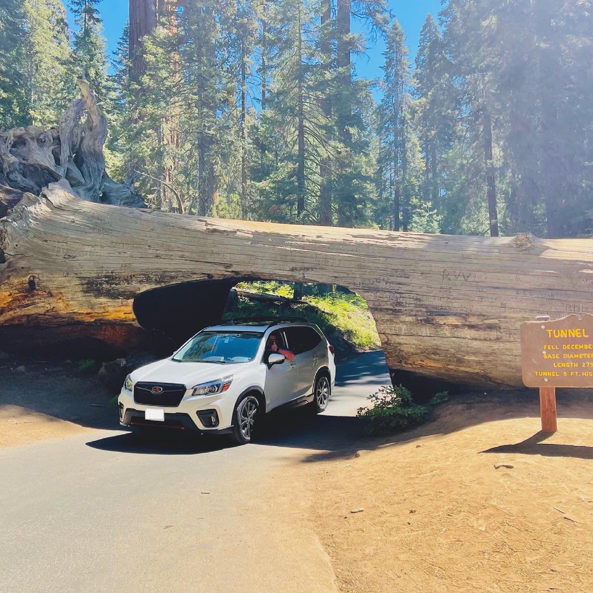 ArboristKyle's tweet photo. A weekend among massive trees!!!
#NationalCampingMonth #Camping #SubaruRoadTrip #SubaruForester #SubaruCamping #SequoiaNationalForest
#SequoiaNF #TunnelTree #BigTrees #GiantTrees #GetOutside #DiscoverEarth #LeaveNoTrace #EnjoyYourWorld #GetOutdoors #GreatOutdoorsMonth #Nature https://t.co/e94g1hec3n