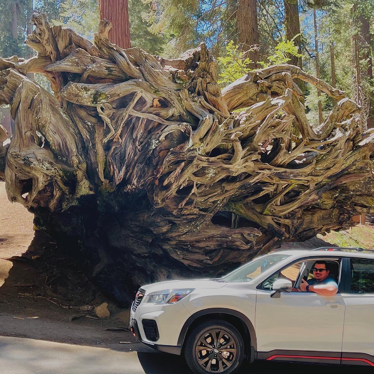 ArboristKyle's tweet photo. A weekend among massive trees!!!
#NationalCampingMonth #Camping #SubaruRoadTrip #SubaruForester #SubaruCamping #SequoiaNationalForest
#SequoiaNF #TunnelTree #BigTrees #GiantTrees #GetOutside #DiscoverEarth #LeaveNoTrace #EnjoyYourWorld #GetOutdoors #GreatOutdoorsMonth #Nature https://t.co/e94g1hec3n