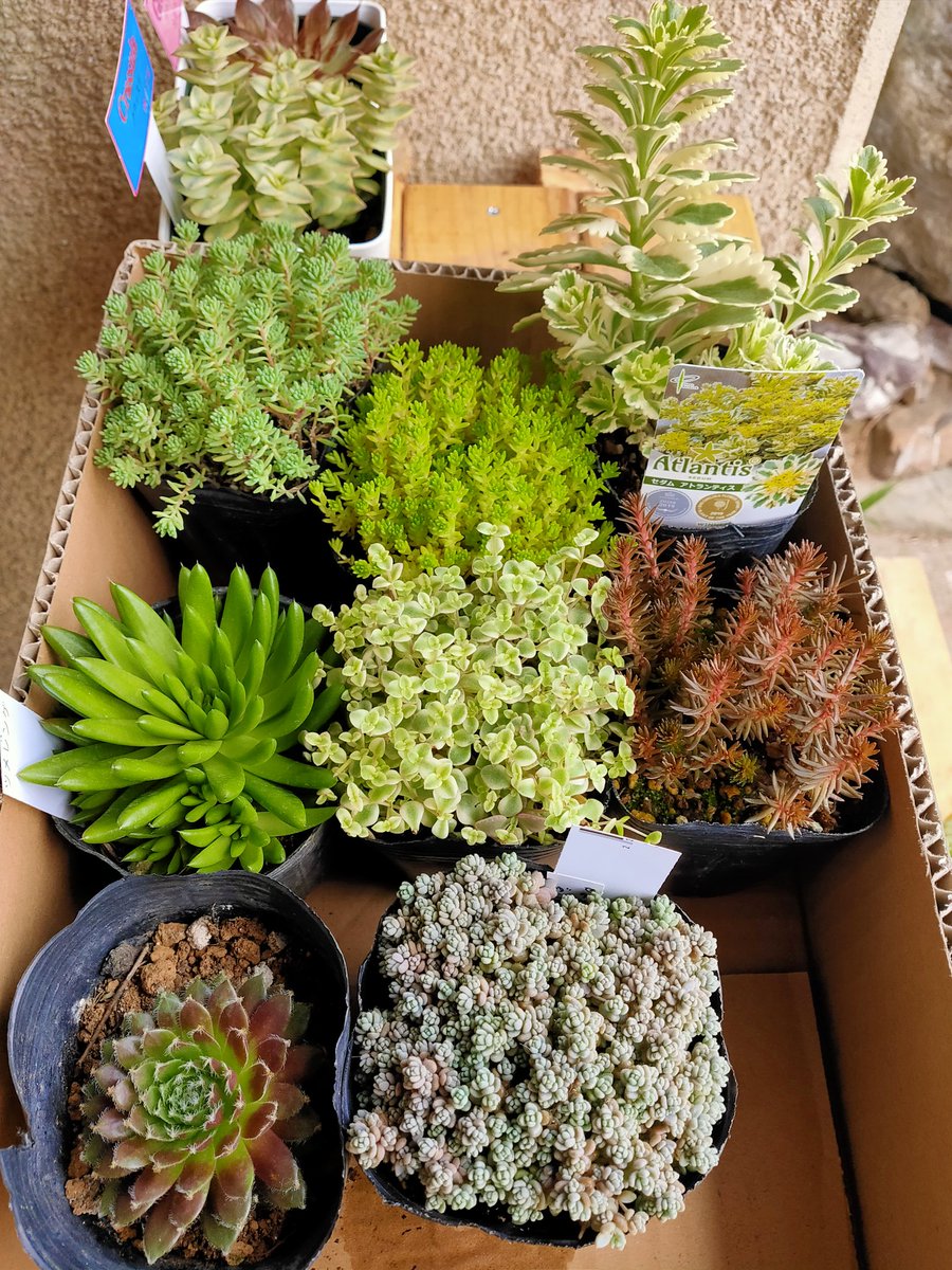 パピコ ただいま グランドカバーを作りたくてセダム買ってきました 花壇に植えるのは夏が過ぎてからですかね ガーデニング 多肉植物 セダム パピコ ただいま グランドカバーを作りたくてセダム買ってきました 花壇に植えるのは夏が過ぎてからですかね ガーデニング 多肉植物 セダム