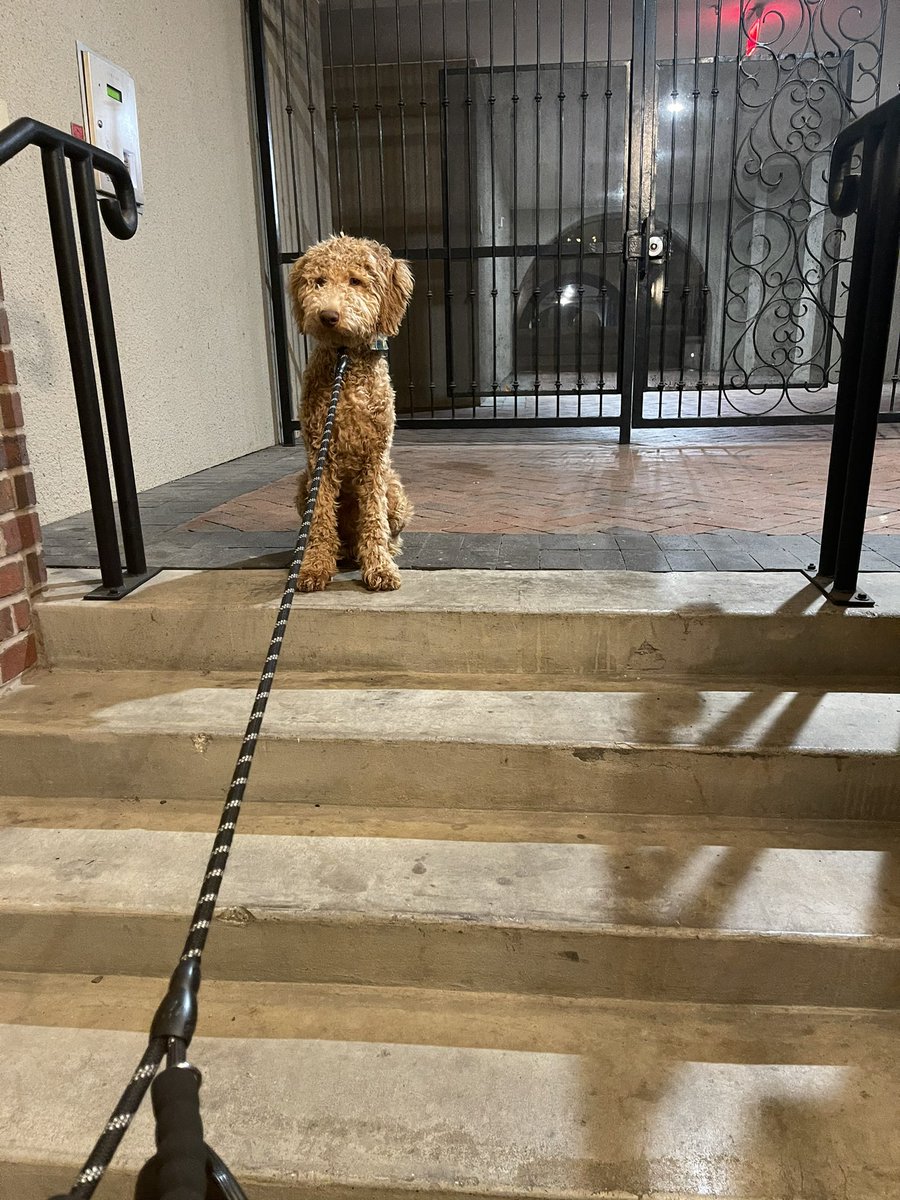 BradDickersonBU's tweet photo. My bobble head is broken, he doesn’t wanna go for a walk https://t.co/jYjD2YLdhk