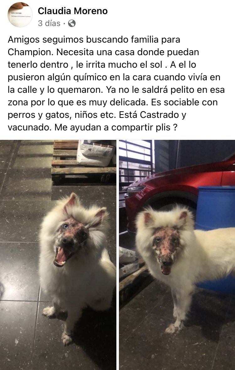 _Ferchii's tweet photo. Compartan 🥺 https://t.co/VzCwxGt0ve