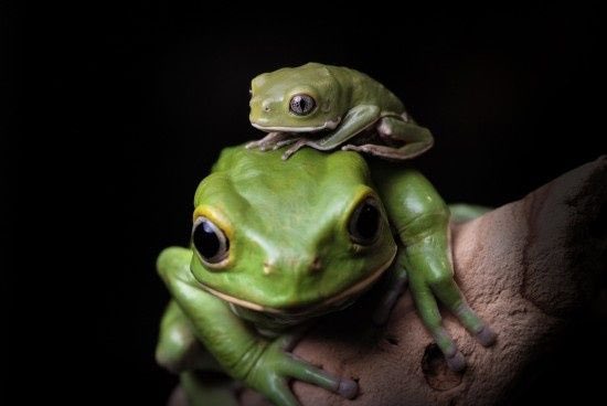 Лягушка paedophryne. Baby frogs. Миленьких лягушачьих косточек. Baby frog. Inst: baby frog.