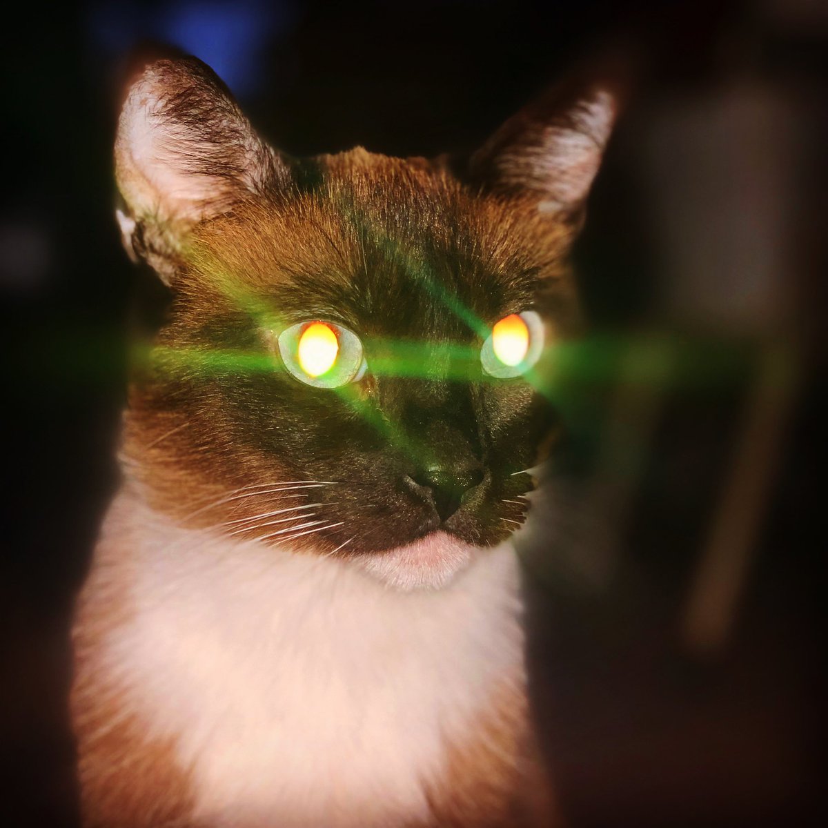 itlide's tweet photo. La luz de tu mirada… #cat #io #itlide https://t.co/S8yjd8ITvu