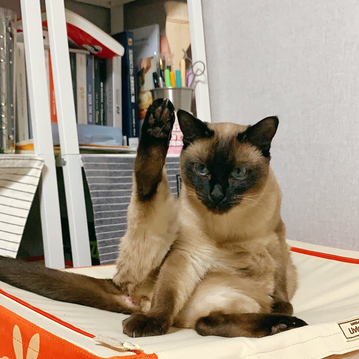 여어- 집사왔냥
#발인사 #우리집인성냥