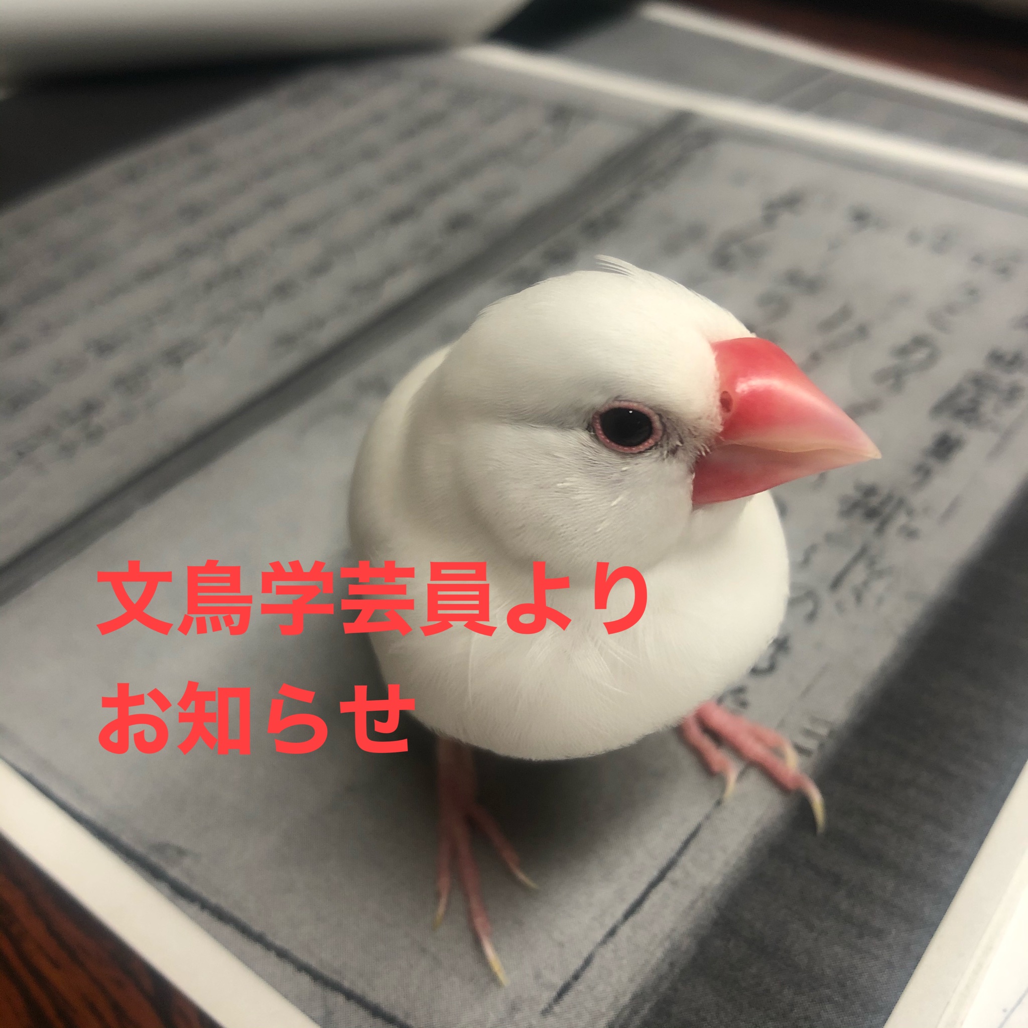 文鳥 In 重要なお知らせ 夏に予定していた弥富文鳥展は 来年まで延期することになりました 残念ですが 来年リニューアルオープン後の特別展として開催します 乞うご期待ください 弥富